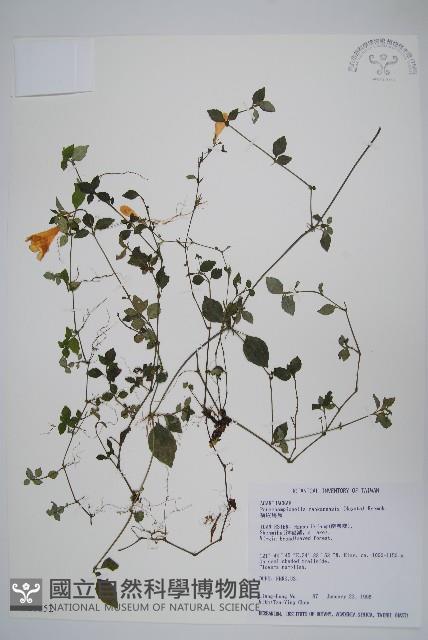 蘭嵌馬藍藏品圖，第1張