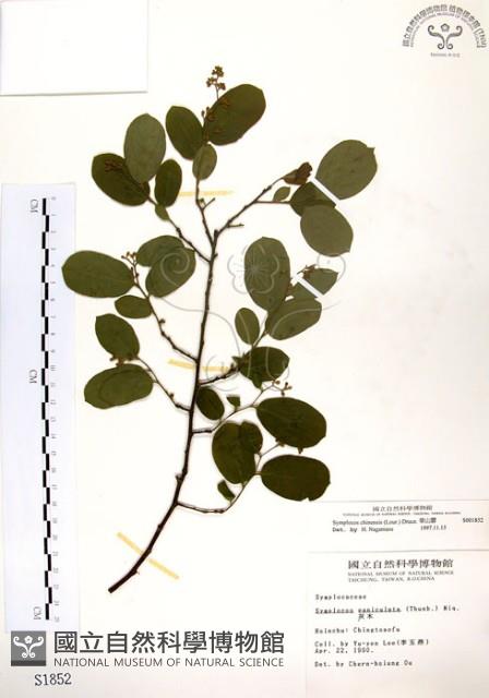 灰木藏品圖，第1張