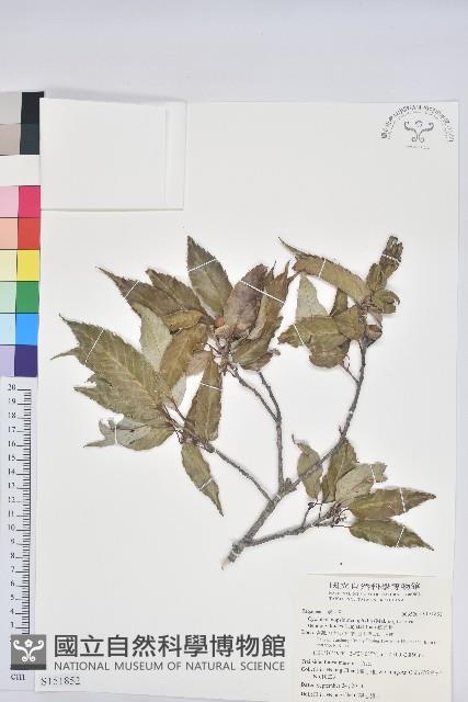 狹葉椆藏品圖，第1張