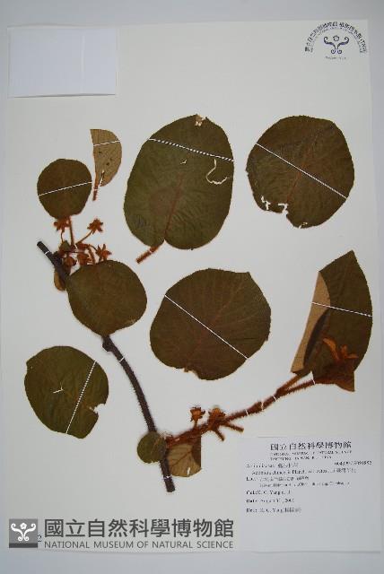 臺灣羊桃藏品圖，第1張