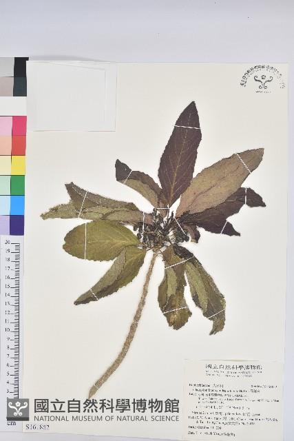 假鐵莧藏品圖，第1張