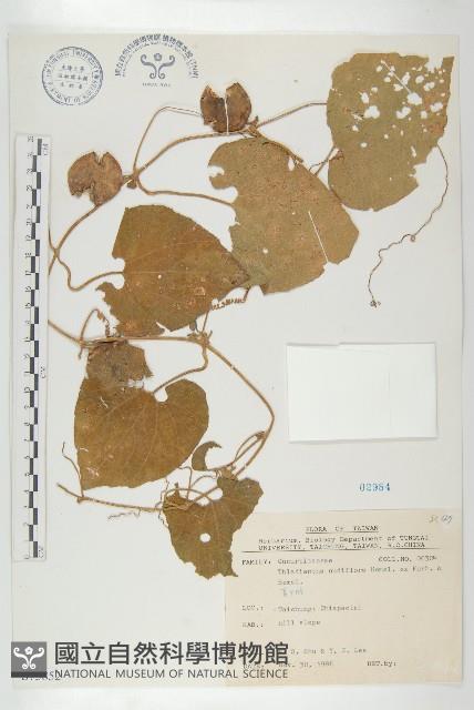 青牛膽藏品圖，第1張