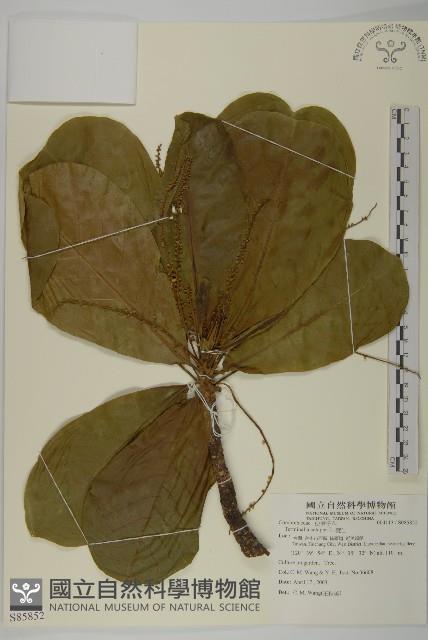 欖仁藏品圖，第1張