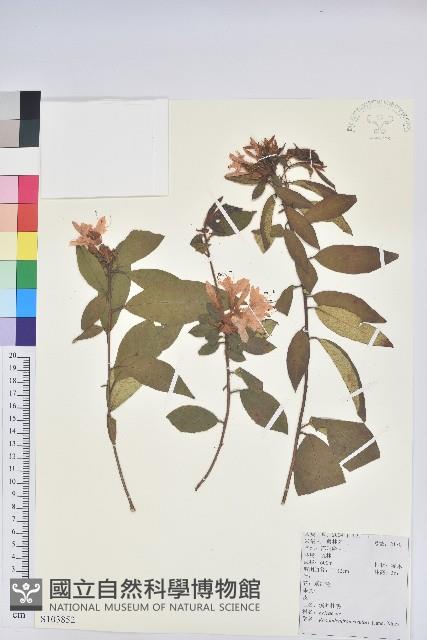 溪畔杜鵑花藏品圖，第1張