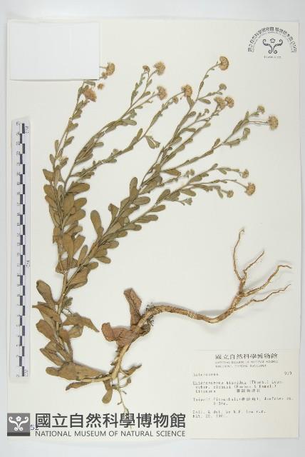 臺灣狗娃花藏品圖，第1張