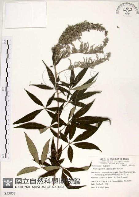 黃荊藏品圖，第1張