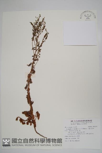 中國勿忘草藏品圖，第1張