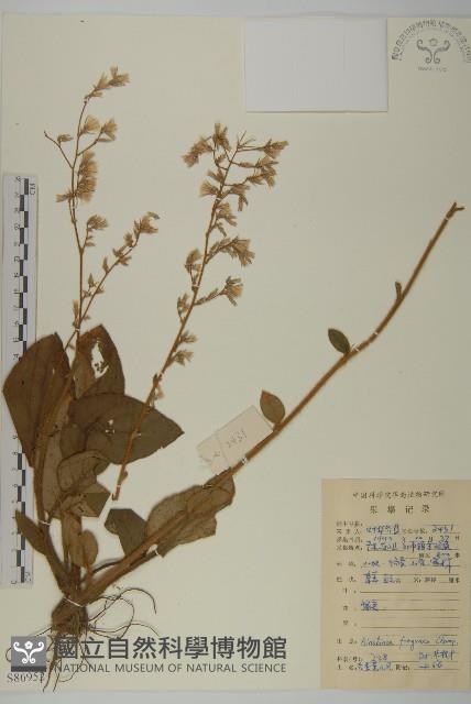 香鬼督郵藏品圖，第1張