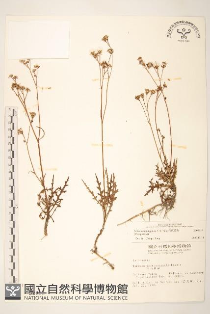 台東黃菀藏品圖，第1張