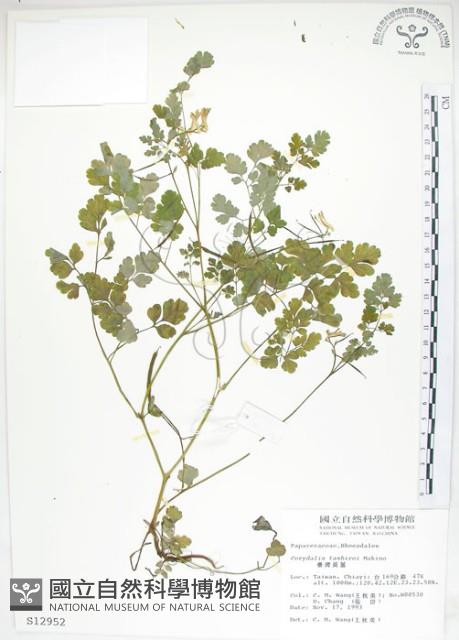 臺灣黃菫藏品圖，第1張