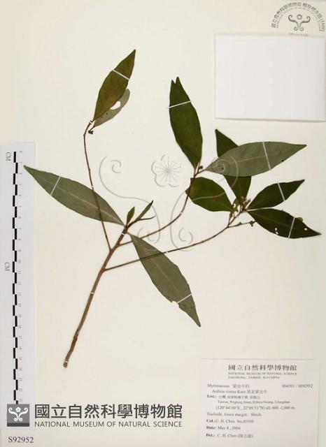 黑星紫金牛藏品圖，第1張