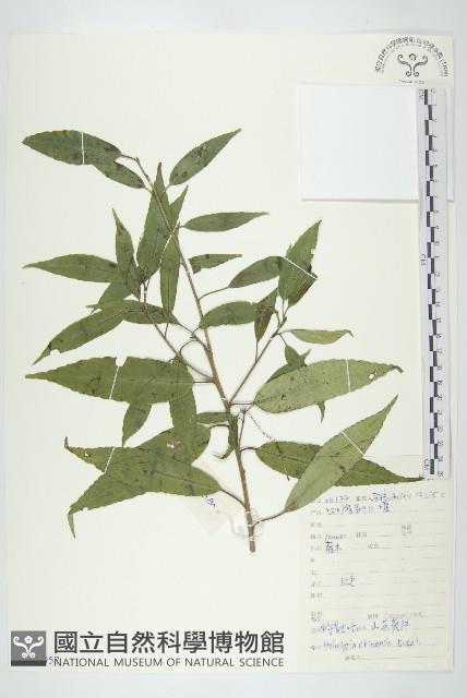 中華青莢葉藏品圖，第1張