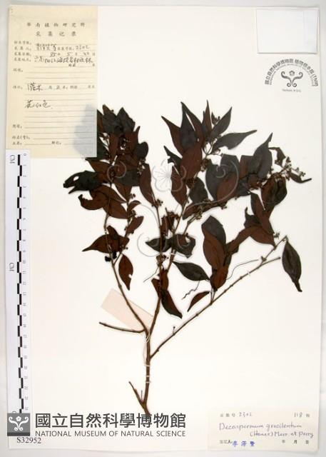 十子木、加入舅藏品圖，第1張