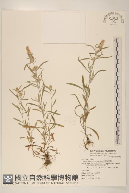 直莖鼠麴草藏品圖，第1張