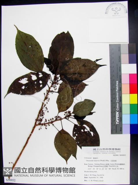 三脈紫麻藏品圖，第1張