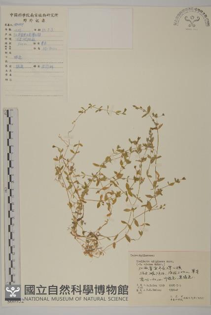 雀舌草藏品圖，第1張