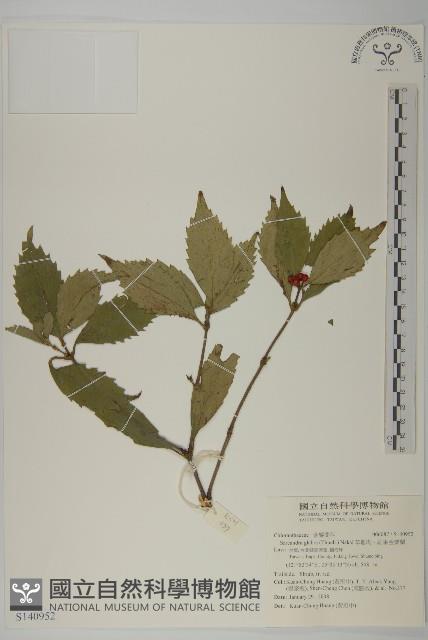 草珊瑚、紅果金粟蘭藏品圖，第1張