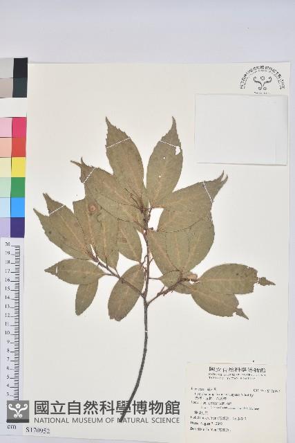 赤柯、赤椆、森氏櫟藏品圖，第1張