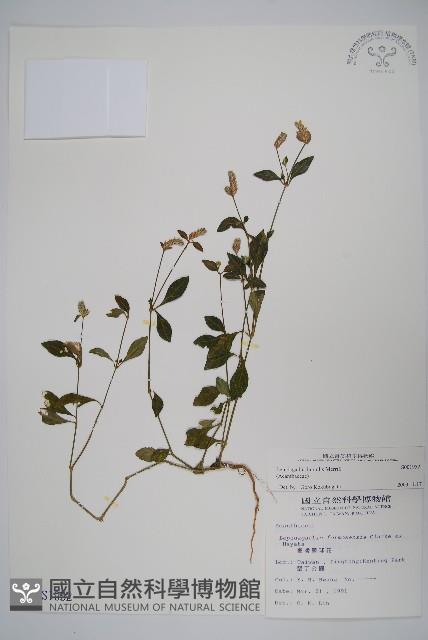 矮鱗球花藏品圖，第1張