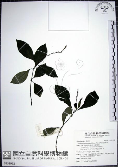 針刺草藏品圖，第1張