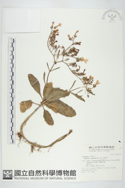 倒吊蓮、匙葉燈籠草藏品圖，第1張