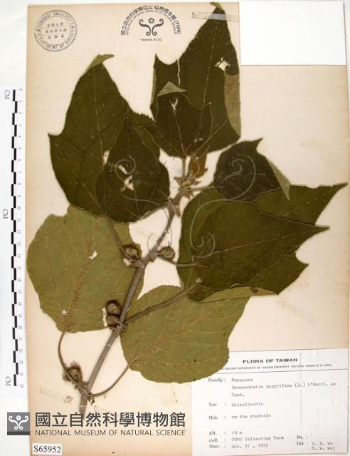 構樹藏品圖，第1張