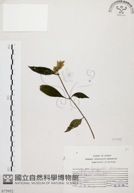 臺灣鱗球花藏品圖，第1張