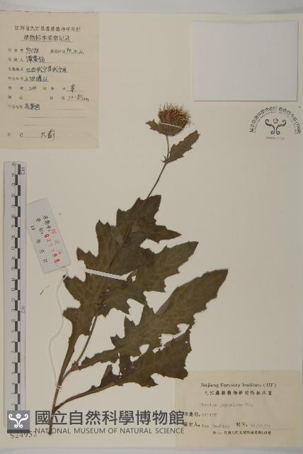 小薊藏品圖，第1張