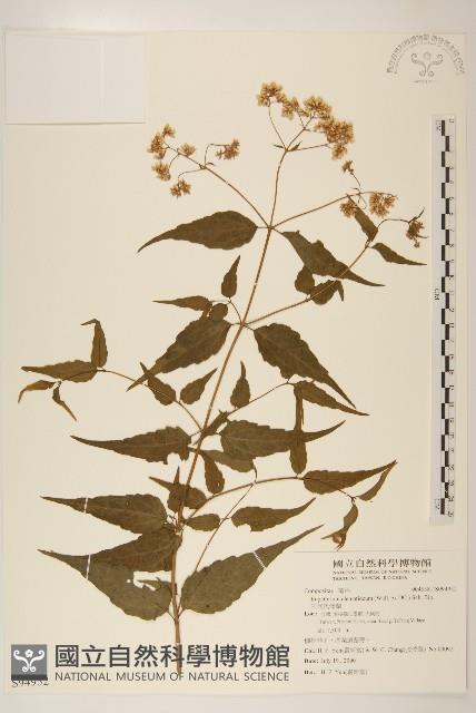 田代氏澤蘭藏品圖，第1張