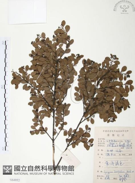小葉赤楠藏品圖，第1張