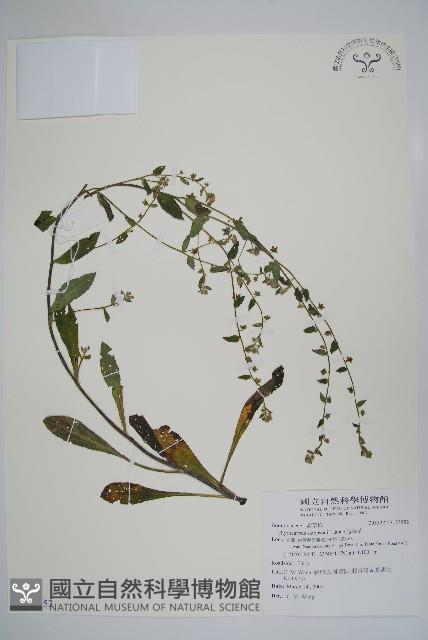 Accession Number:S123952 Collection Image, Figure 1, Total 2 Figures