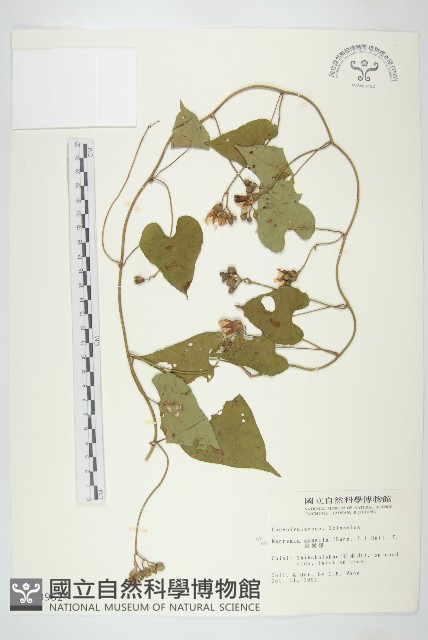 菜欒藤藏品圖，第1張