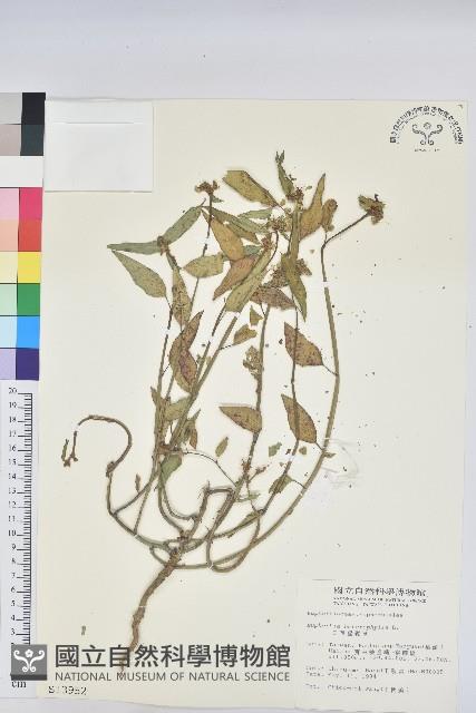 白苞猩猩草藏品圖，第1張