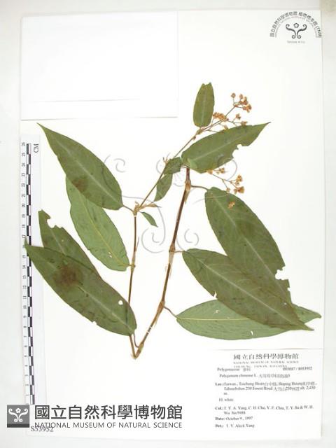 火炭母草、清飯藤藏品圖，第1張