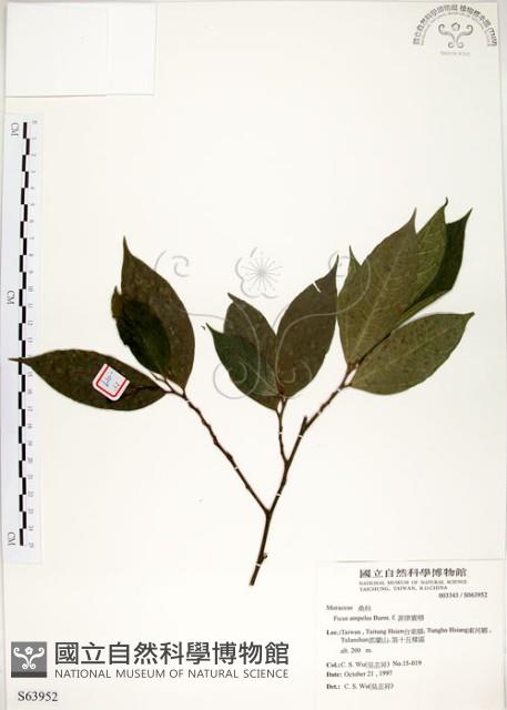 菲律賓榕藏品圖，第1張