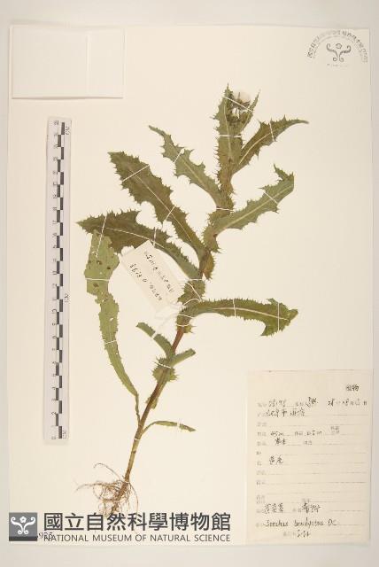 大耔蒿藏品圖，第1張