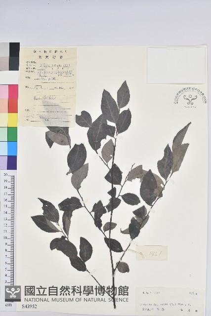 黑面神藏品圖，第1張