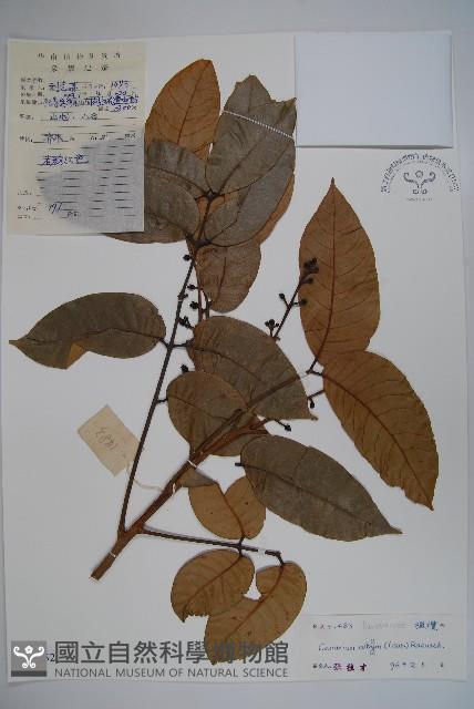 橄欖藏品圖，第1張