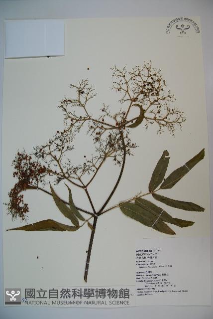 冇骨消藏品圖，第1張