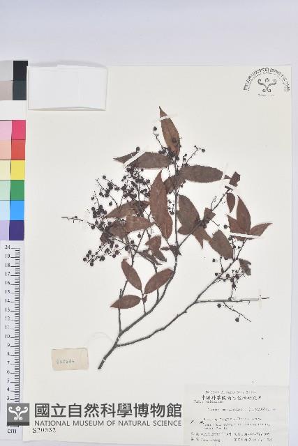 米飯花藏品圖，第1張