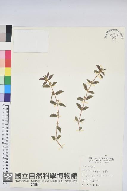 乳仔草藏品圖，第1張