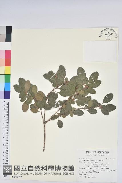 馬銀花藏品圖，第1張