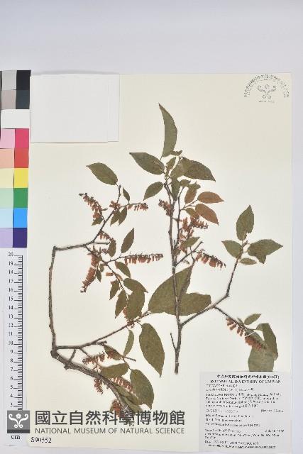 南燭藏品圖，第1張