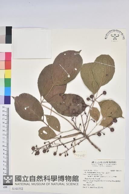 茄苳、重陽木藏品圖，第1張