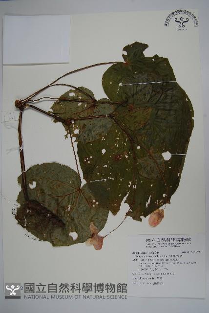 溪頭秋海棠藏品圖，第1張