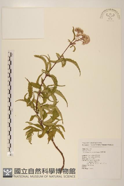 臺灣澤蘭藏品圖，第1張