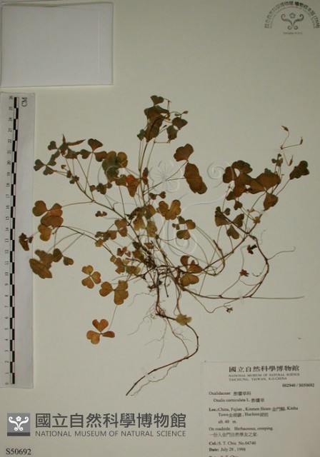 酢漿草藏品圖，第1張
