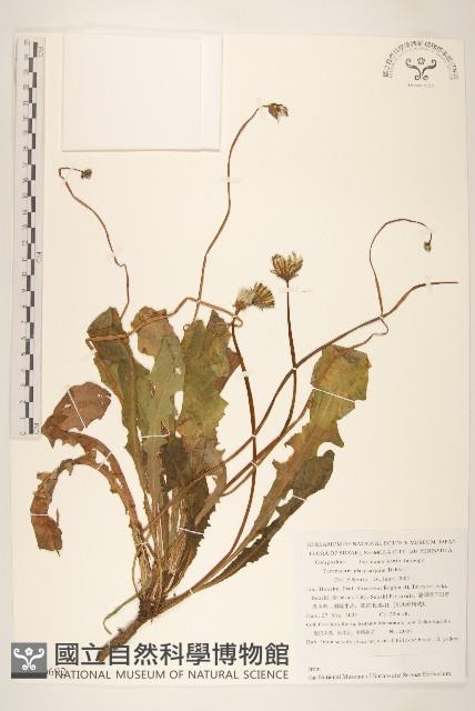 登錄號:S130692藏品圖，第1張