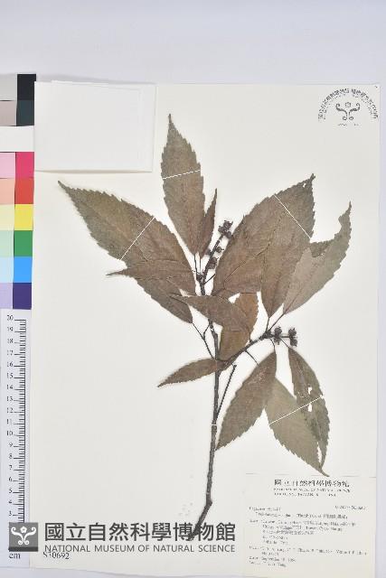 青剛櫟、鐵椆藏品圖，第1張