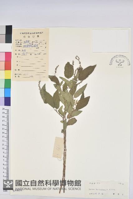 毛果巴豆藏品圖，第1張